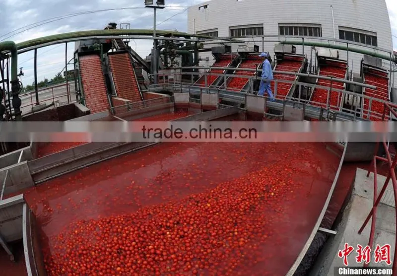 High quality tomato paste /sauce in can /pouch /jar /tube canned tomato sauce