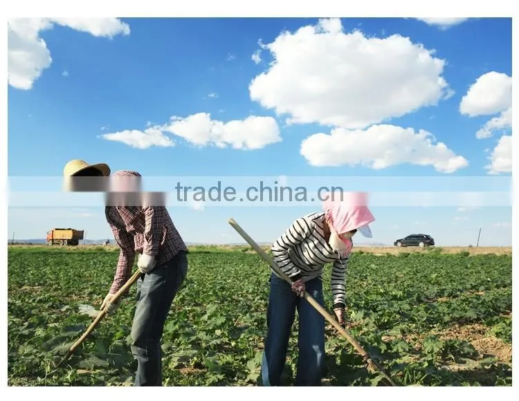 2015 sunflower seeds kernels