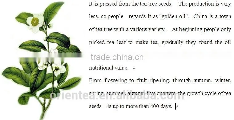 Camellia Sinensis Seed Oil
