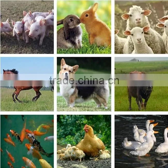 New type chicken feed mixing machine