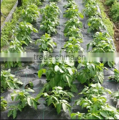 weed mat ground cover for strawberry