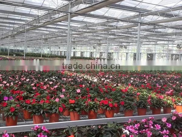 10.8m Span Hot Dipeed Galvanized Commercial Greenhouse