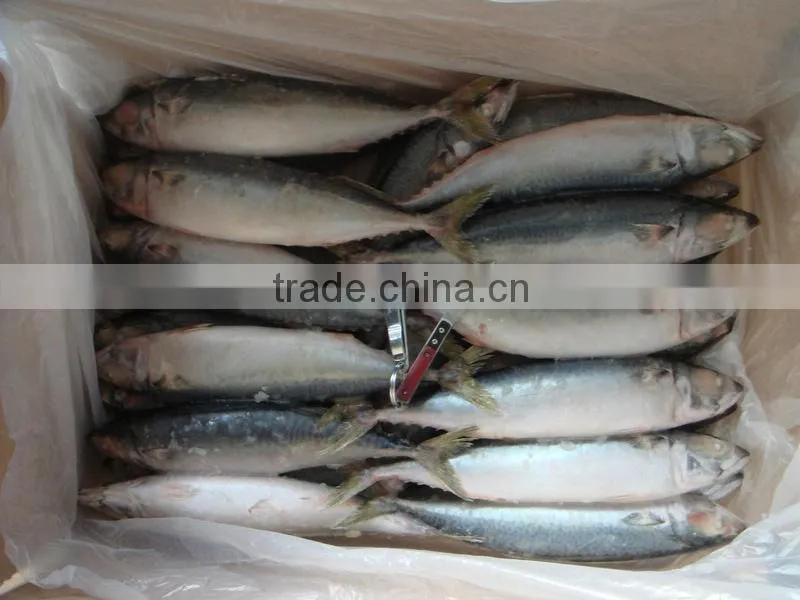 scomber japonicus / frozen Pacific mackerel HG