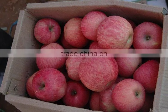 premium Fuji apple