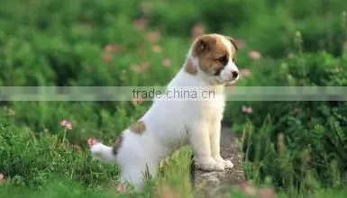 Portable blue pet carrier sling dog carrier tote bag dog carrier