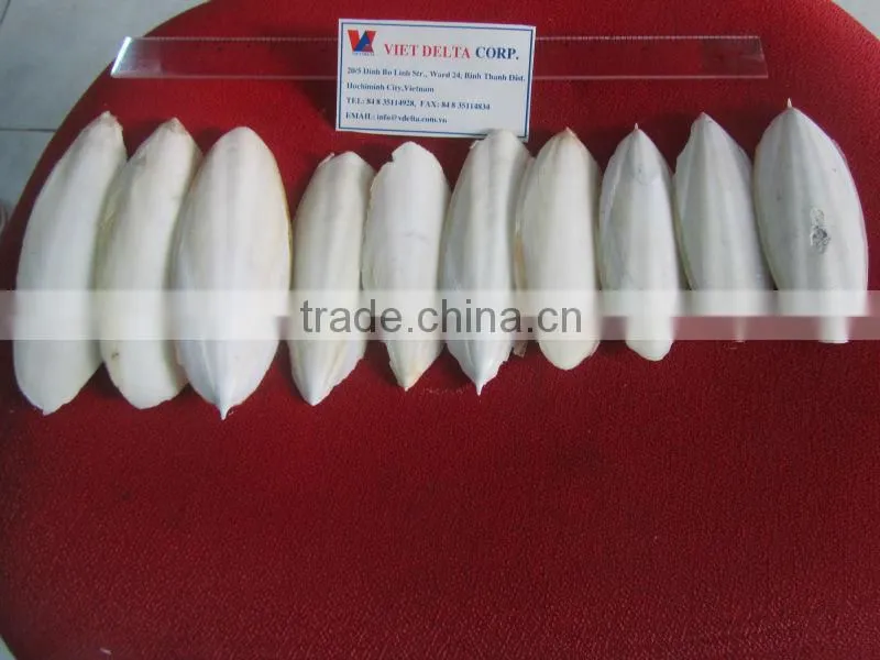 cuttlefish bone