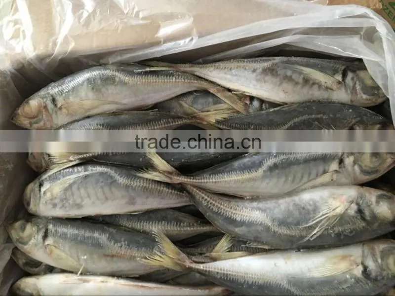 New arrival good quality frozen horse mackerel fish