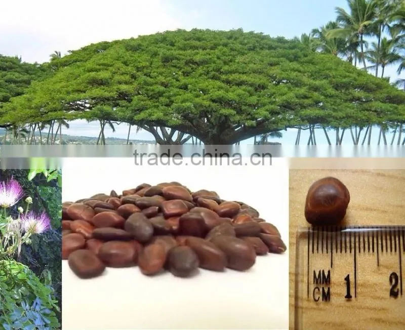 Indian Rain Tree ornamental Seeds Samanea saman Rajasthan Asia