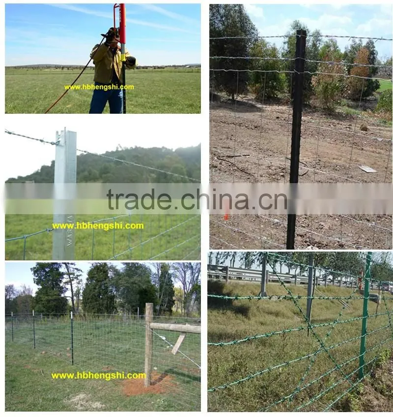 Hot dipped galvanized grassland post Professional Supplier