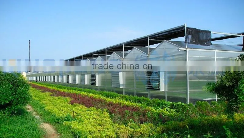 Large Roof Span PC Sheet Greenhouse