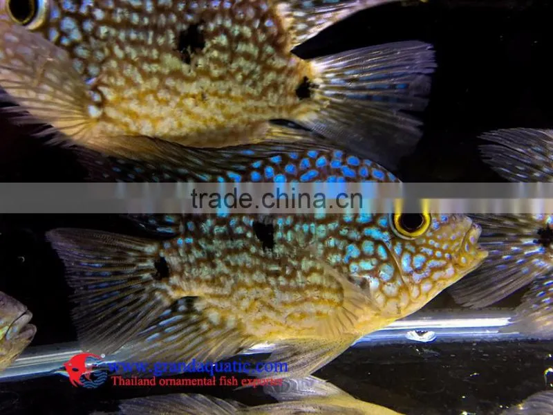 Green Texas Cichlid for freshwater aquarium fish