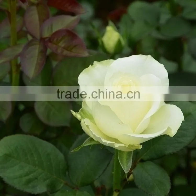 Fashionable Honey fresh cut gerbera flower