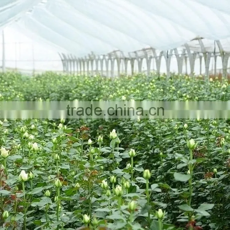 Super quality fresh preserved green color eustoma flower