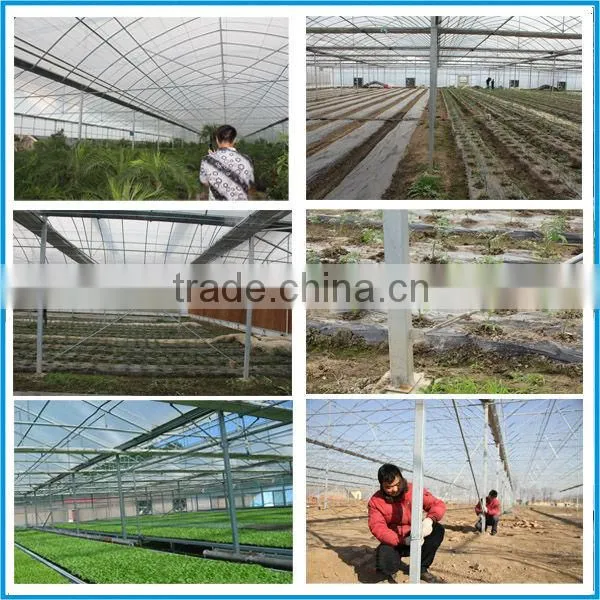 Multi-span plastic film greenhouse and forever flowering auto blackout greenhouse