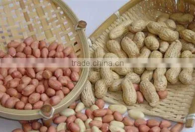 Roasted salted peanuts in shell