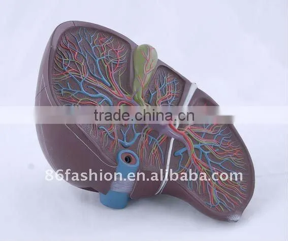 plastic medical model