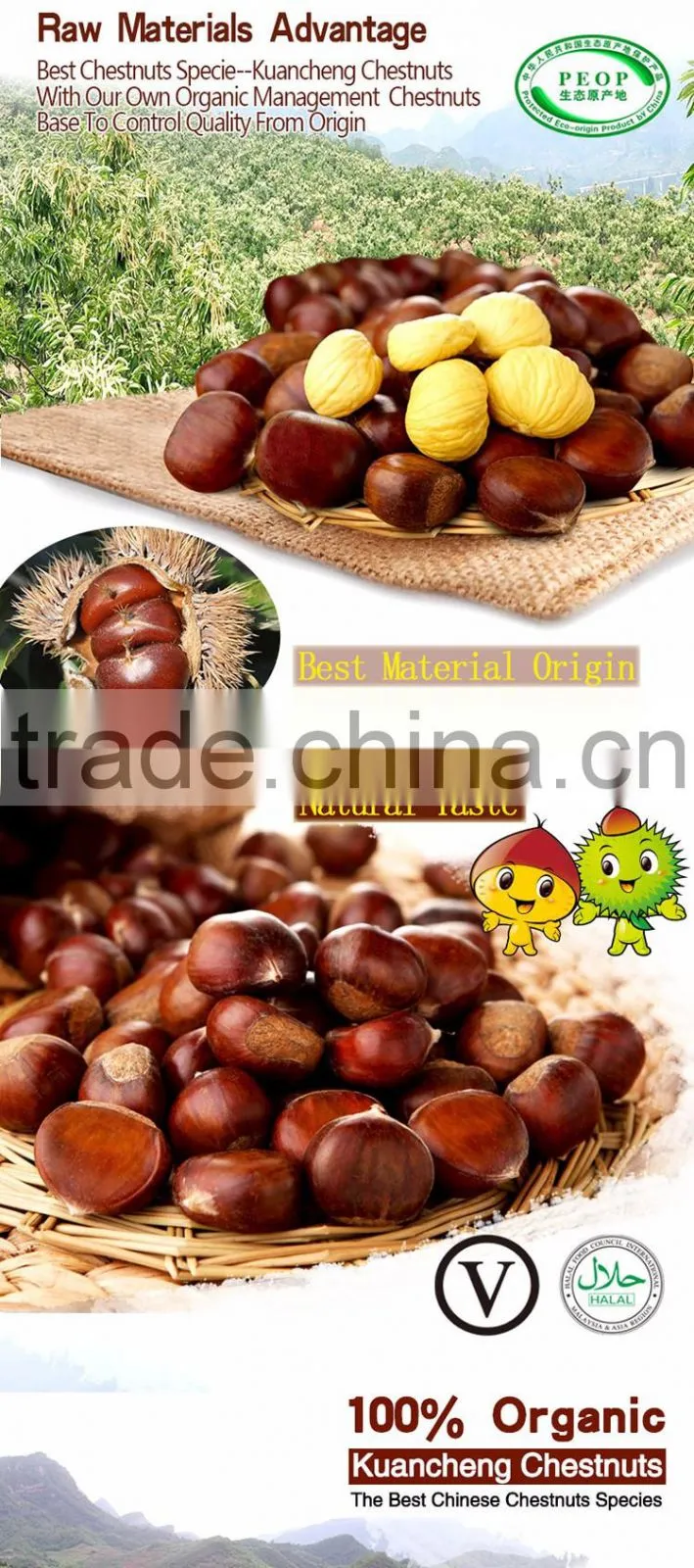 medium size fresh chinese organic chestnut