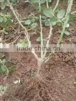 Easy survival rose seedling