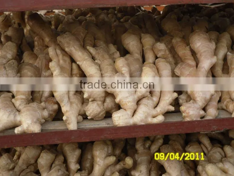 Fresh mature fat ginger