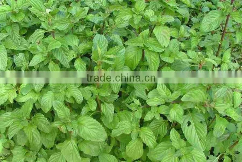 MENTHA PIPERITA ESSENTIAL OIL