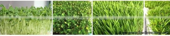 Hydroponic barley fodder bean sprout machine for cattle,rabbit,sheep,horse / Grass Growing Machine
