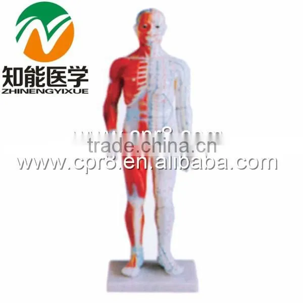 Shanghai, Chinon, 60cm Standard Anatomical Acupuncture Human Body Sims