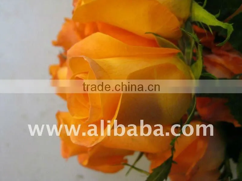 Fresh Cut Color Color Rose Flowers