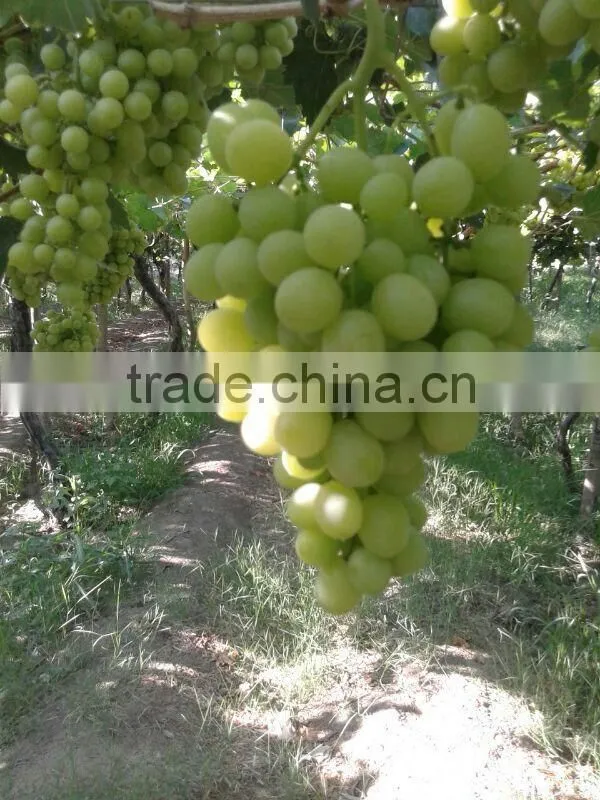 green Superior seedlees grapes