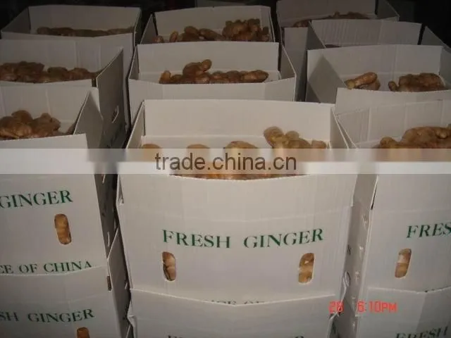 Fresh Ginger