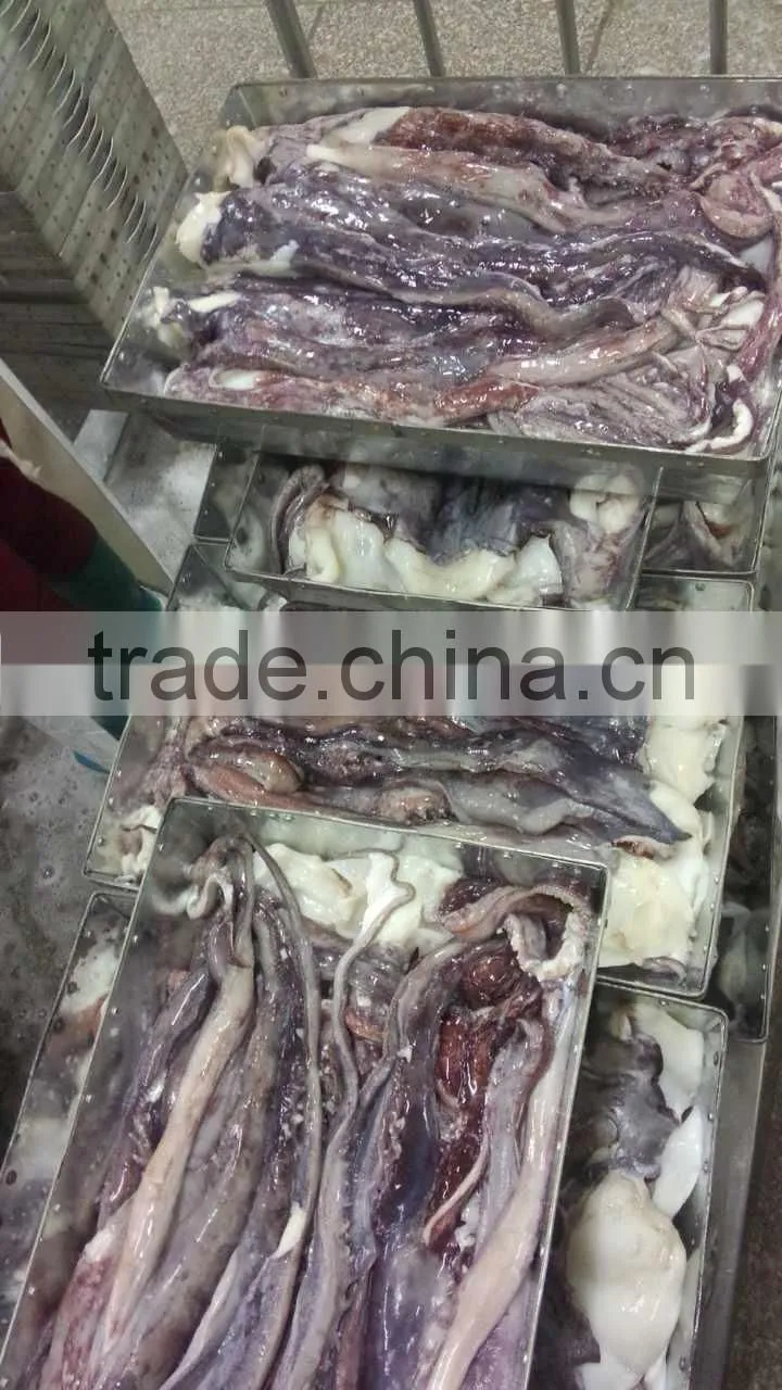 Giant squid tentacle