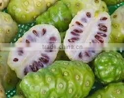 First quality Noni powder exporters
