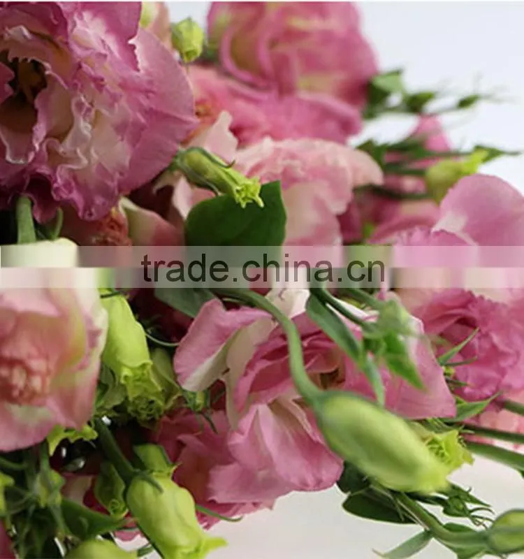 Good quality manufacture eustomas high quality