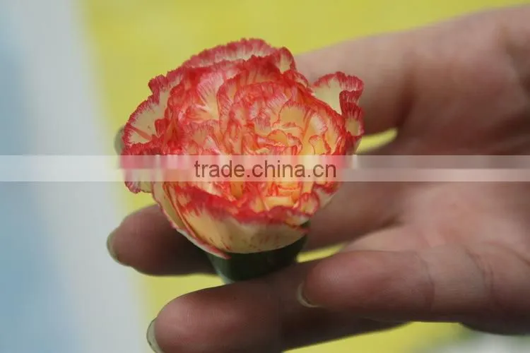 Fresh flowers carnation/fresh cut flowers carnations/carnat flower arrang