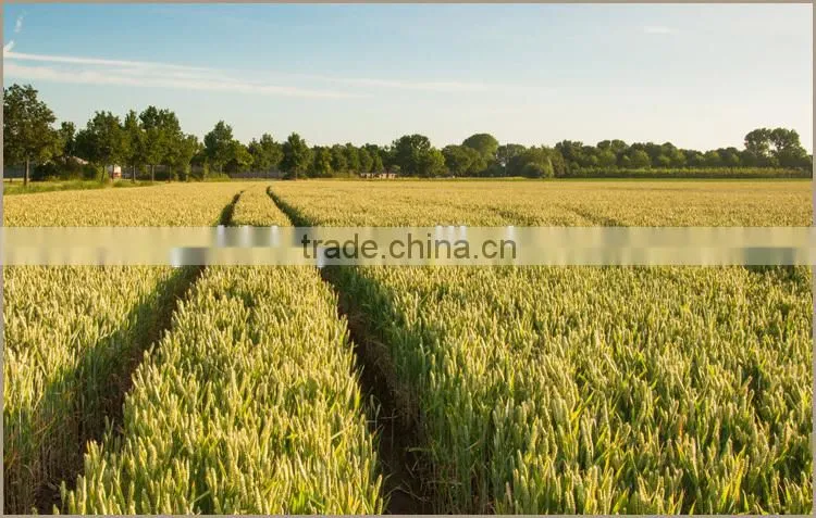 High Quality Cold Press Wheat Germ Oil Price