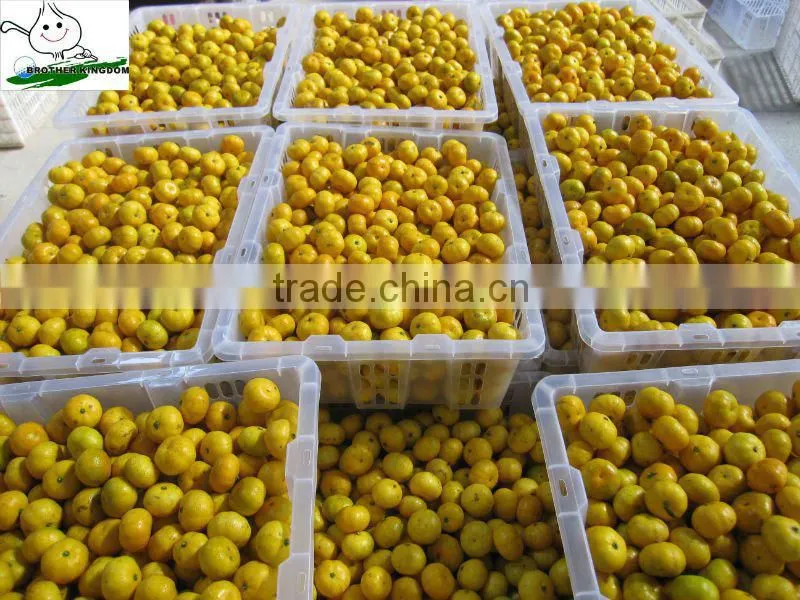 Baby Mandarin, Nanfeng baby Mandarin