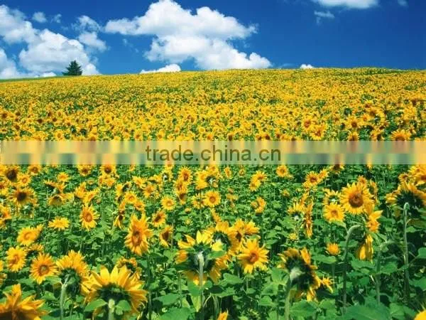 Raw sunflower seeds 0409 stye