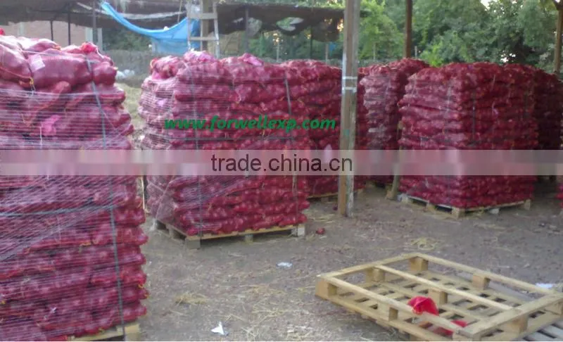 RED ONION FROM EGYPT