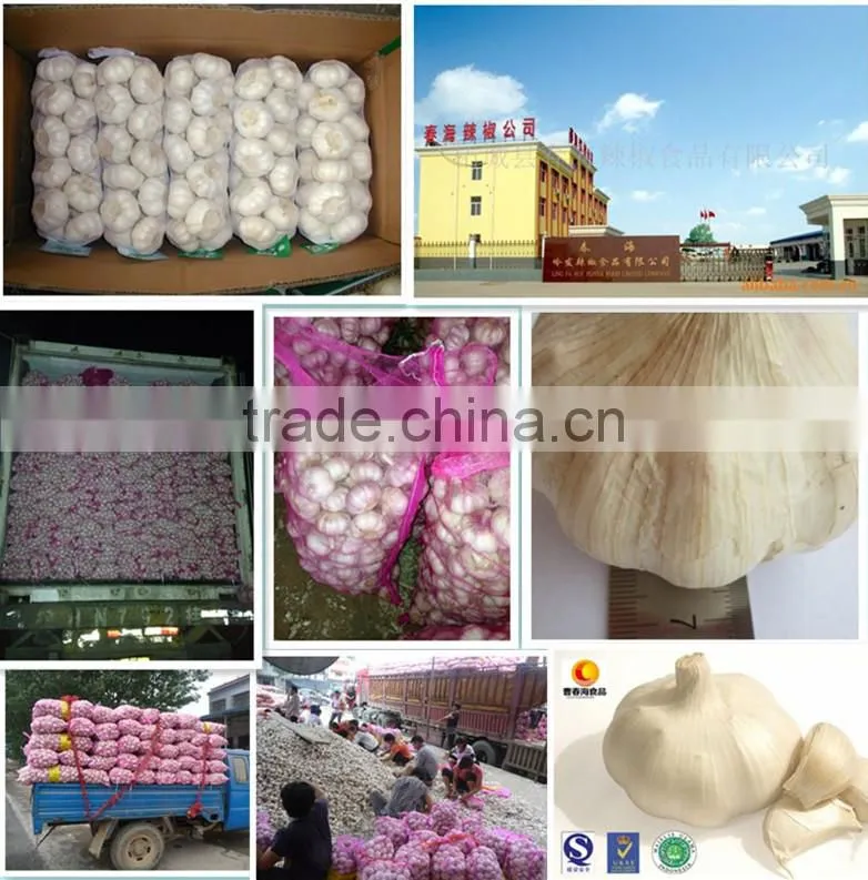 Well-chosen top quality dehydrated pure white garlic in carton