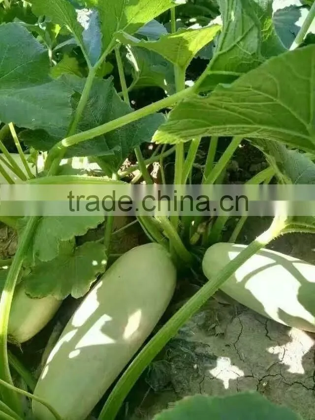 pumpkin seeds kernel broken kernel cheap price