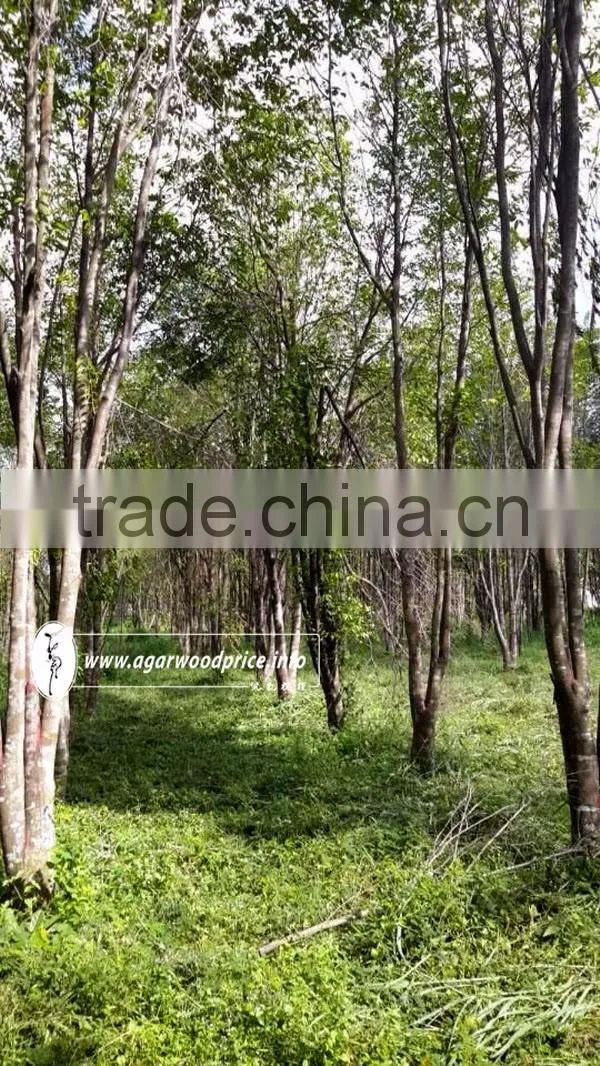 Long Time Formation to Get The Highest Fragrance of Vietnam Agarwood Chips - Aloeswood/Eaglewood/ Oud Chips