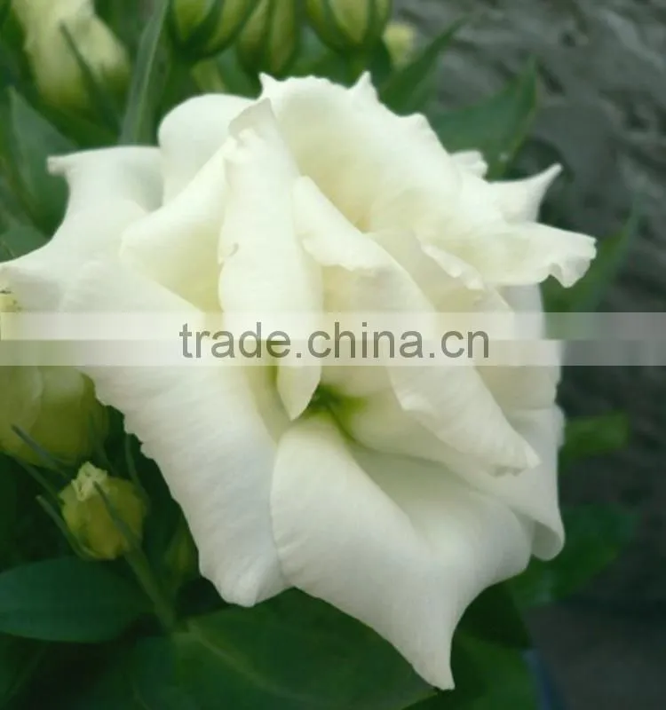 Super quality OEM natural fresh cut flower eustoma