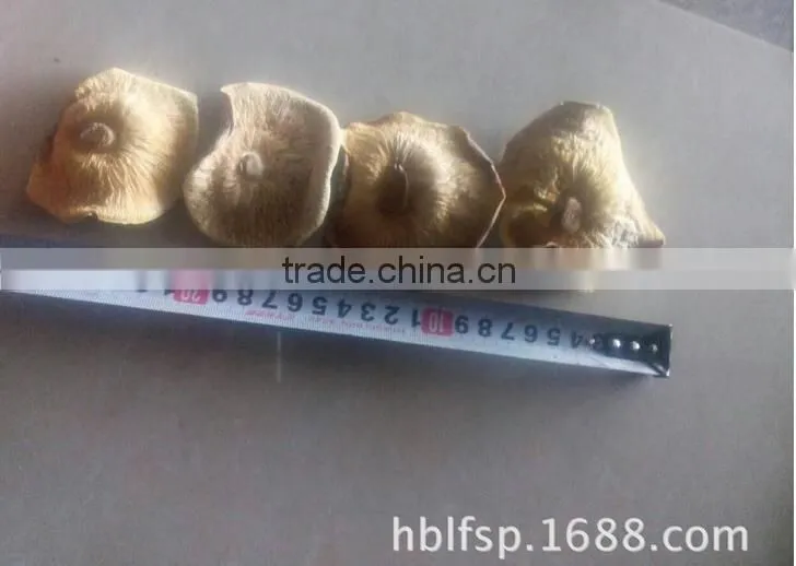 5-7 cm big cap Dried Smooth Low Price Shiitake Mushroom/ mushroom cap