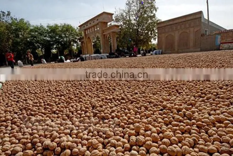cheap walnut meat with great price