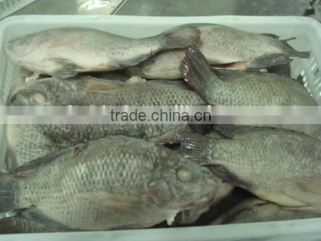 Frozen Gutted Scaled Tilapia