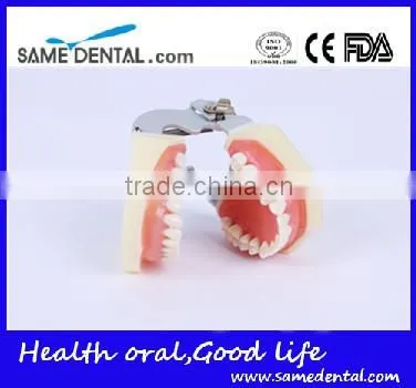 Detachable dentition model for school education dental model