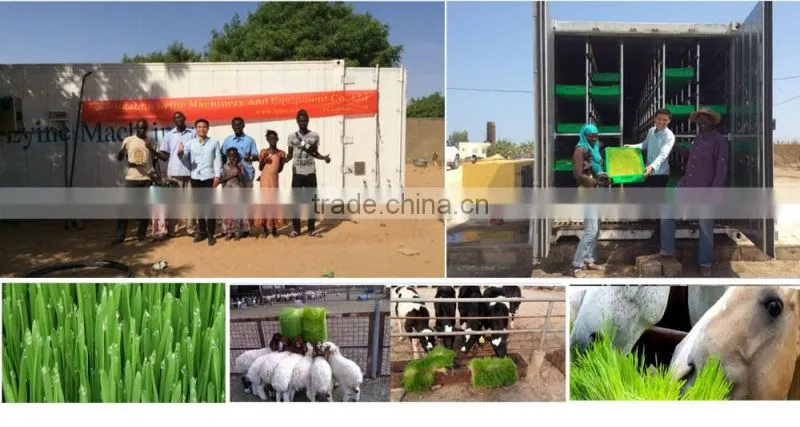2017 Wholesale supply 1000kg/day hydroponic fodder machine
