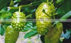 Noni powder