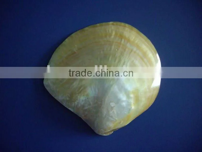 polished gold mop shell slice