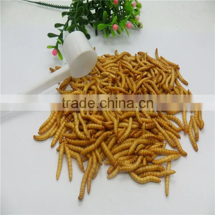Premium Freeze Dried Mealworms