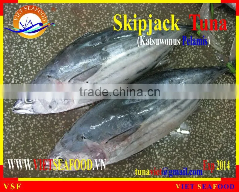 FROZEN SKIPJACK TUNA WHOLE ROUND